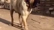 DEV MALAKLI COBAN KOPEGi - GiANT ANATOLiAN MALAKLI SHEPHERD DOG