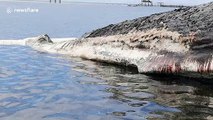 Fisherman stunned when 40 ton rotting whale carcass washes ashore in the Philippines