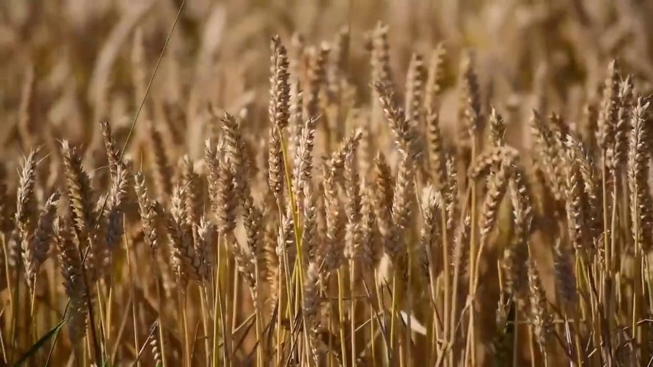 Recitation of Hifzul Quran on the radio tune of the month of Ramadan by Islamic BD TV- Saiful Islam parvez # Para 1