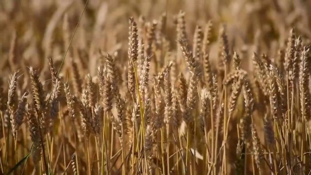 Recitation of Hifzul Quran on the radio tune of the month of Ramadan by Islamic BD TV- Saiful Islam parvez # Para 1