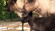 Zoo Celebrates Birth Of Two Reindeer Babies