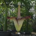 Belgique : Un arum titan de 2,12 mètres de haut a fleuri