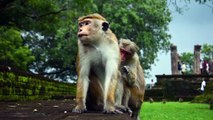 Monkeys Sitting At UNESCO World Heritage Site | Download Royalty Free Stock Video Footage | Beautiful Sri Lanka | #08