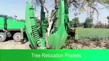 Sterlite Power - Tree Relocation Process - Transmission Corridor - Conserving Energy