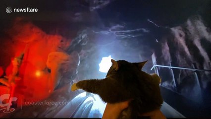 Cat taking ride on virtual Splash Mountain goes viral on Facebook