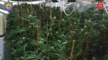 Detenido en Bilbao en posesión de medio centenar de plantas de marihuana