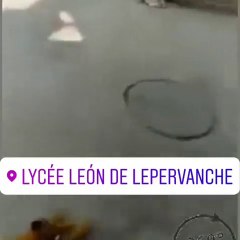 Le chien qui voir le lion devant lui