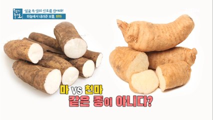 3천 년 역사의 천마! 일반 마와 전혀 다르다?