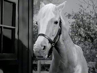 Mr. Ed - 124. Hände hoch, das ist ein Überfall