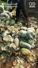 आगरा का पेठा उद्योग ठप, कारोबारी, किसान और मज़दूर परेशान