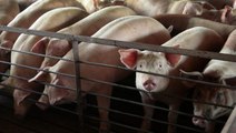 Korona ABD'yi vurmaya devam ediyor! Üretim durunca çiftlikteki hayvanlar öldürülüyor