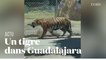 Un tigre capturé au lasso dans les rues de Guadalajara au Mexique