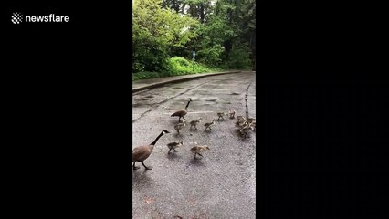 Gaggle of geese takes over road in Canada during COVID-19 lockdown