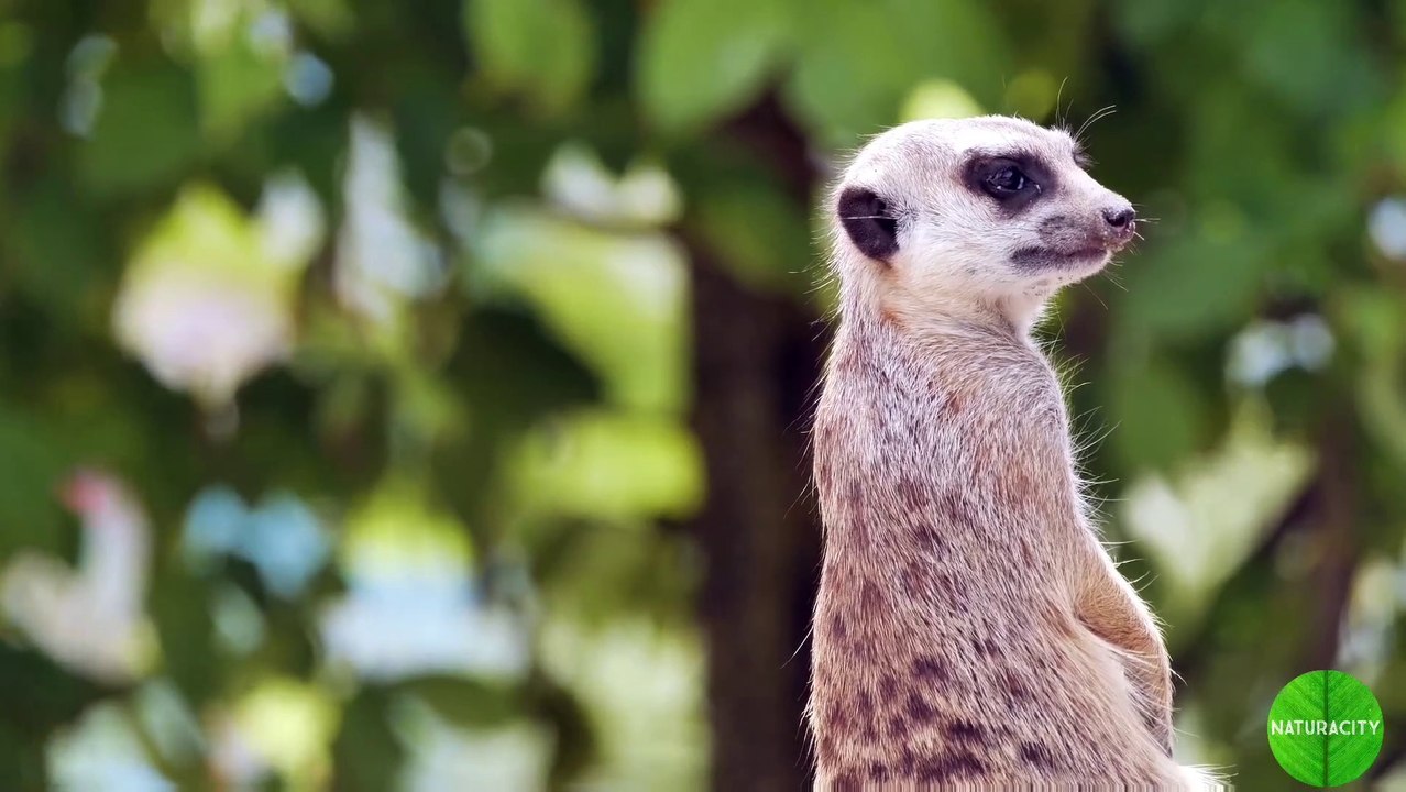 Wild animal video in full HD | Relaxing  music for meditation