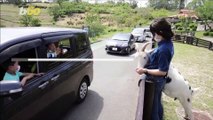Introducing Japan’s Ingenius Drive-Thru Petting Zoo (You Know, Without the Petting)