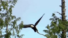 BALDEAGLE IN ACTION