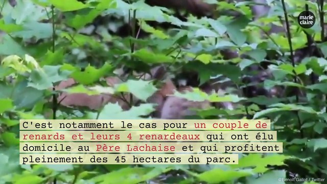 Pendant le confinement, les animaux réinvestissent les villes
