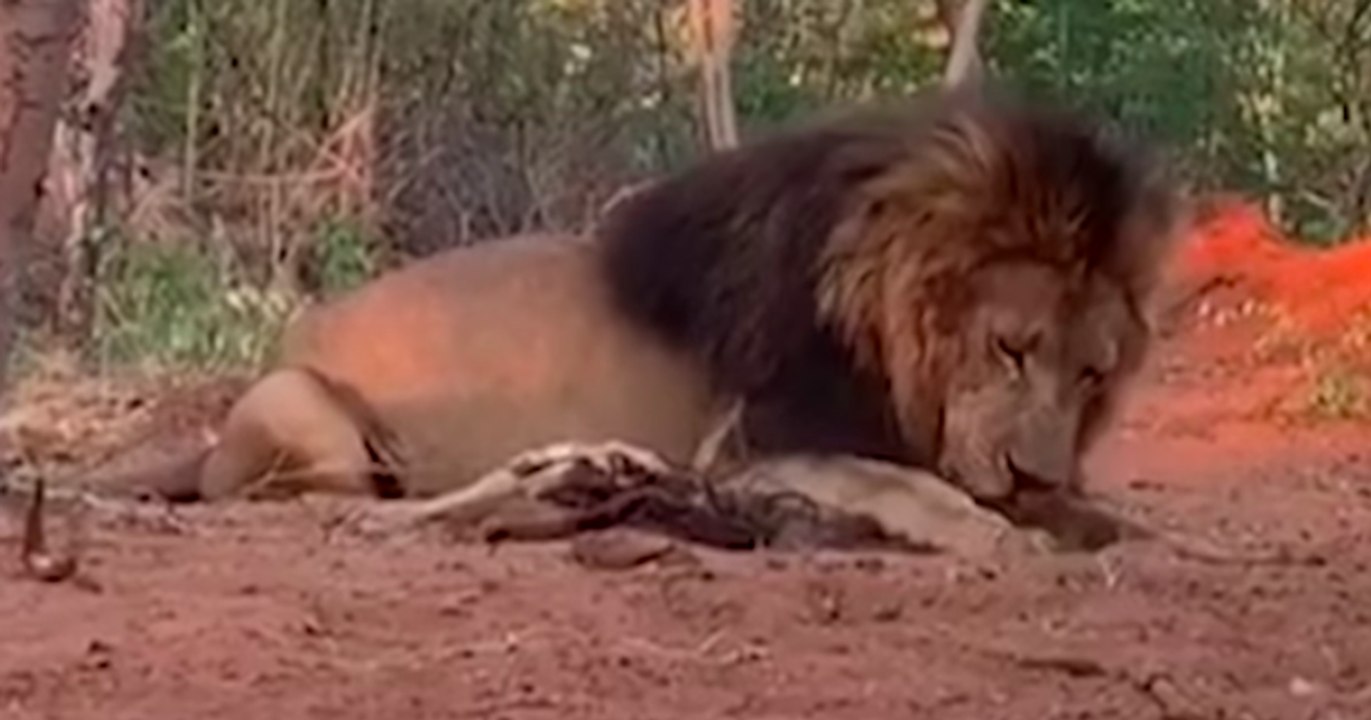 Ces lions élevés spécialement pour la chasse aux trophées ont échappé au pire