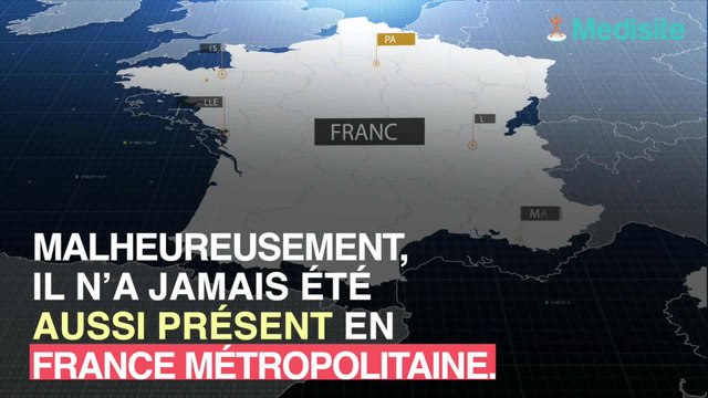 Allergie aux piqûres de moustique-tigre : les signes qui ne trompent pas
