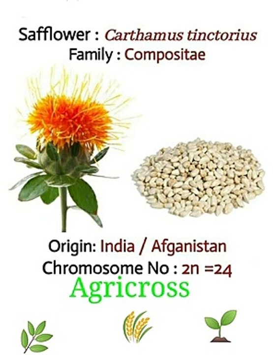 safflower