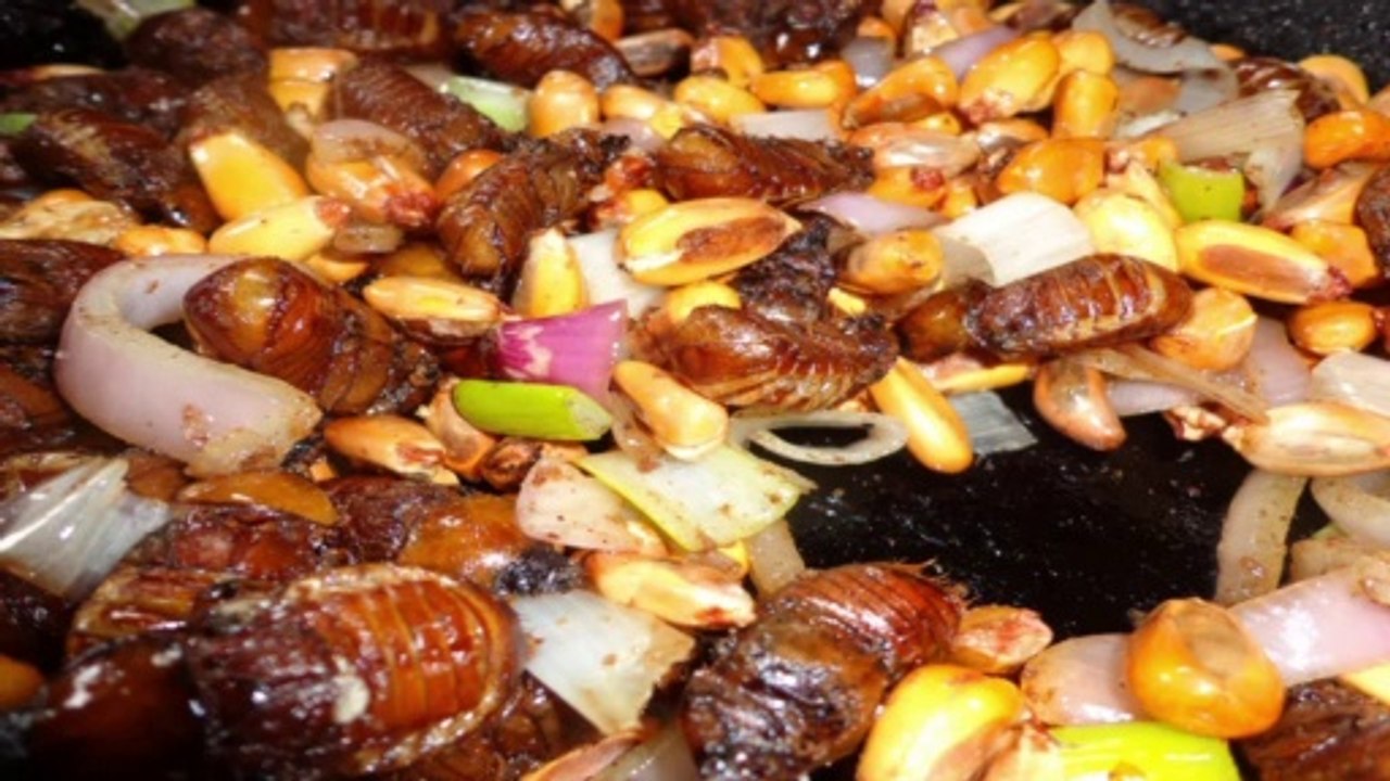 CATZOS COMIDAS EXÓTICAS