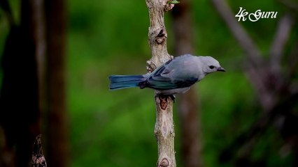 Birds 4K Ultra HD Demo | Beautiful Birds in the World in 4k ultra HD V