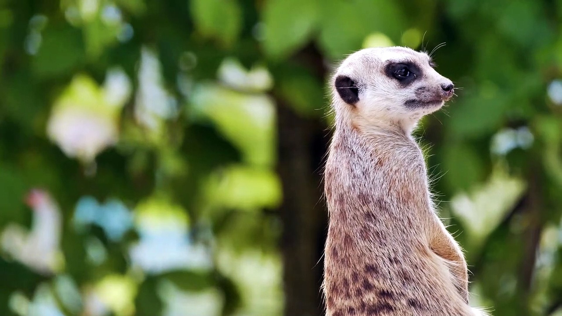 Lemur 4k video | Ultra HD 4k Demo | Animals in 4k High Defination