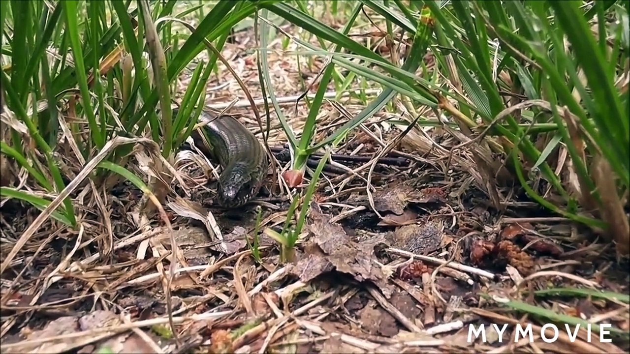 Snake nature video-snake nature documentary-nature touch-By Anil Verma... 9