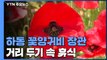 하동 꽃양귀비 장관...거리 두기 속 휴식처 / YTN
