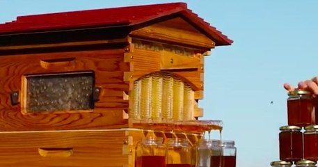 Flow Hive, la ruche révolutionnaire qui permet de récolter du miel avec un... robinet