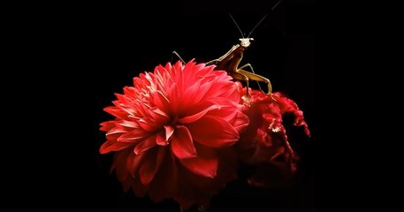 La beauté de la faune et de la flore est réunie sur ce timelapse