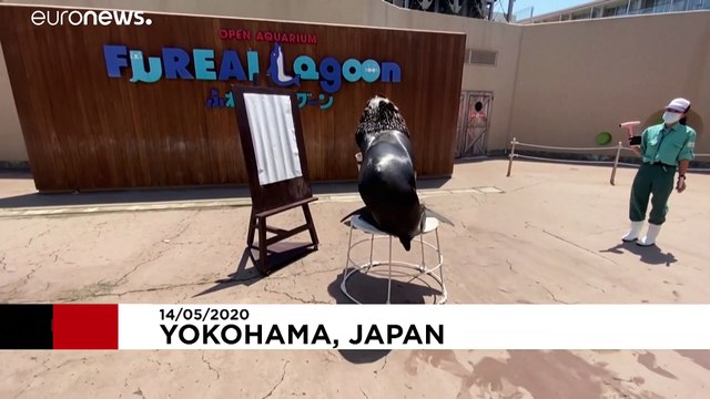 Морской лев рисует оберег против коронавируса