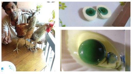 பச்சை கலரில் இருக்கும் கோழியின் முட்டை கரு... கேரளாவில் வினோதம்