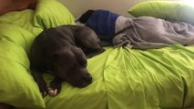 Pit Bull Sitting in Bed Wags Tail Excitedly Smacking Kid Sleeping Next to Him