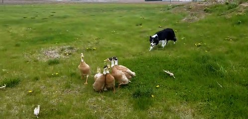 Impressive Border Collie Herds Ducks