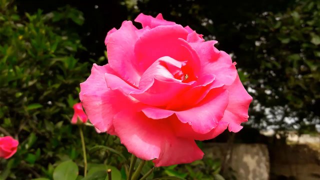 Recitation of Hifzul Quran on the radio tune of the month of Ramadan by Islamic BD TV- Saiful Islam parvez # Para 2