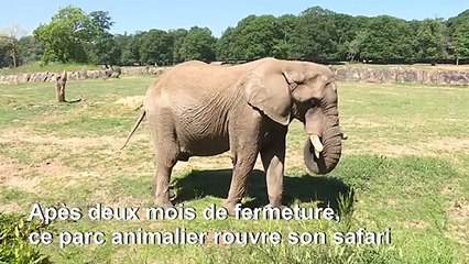 Déconfinement: le parc animalier de Thoiry rouvre son safari