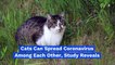 Cats Can Spread Coronavirus Among Each Other, Study Reveals