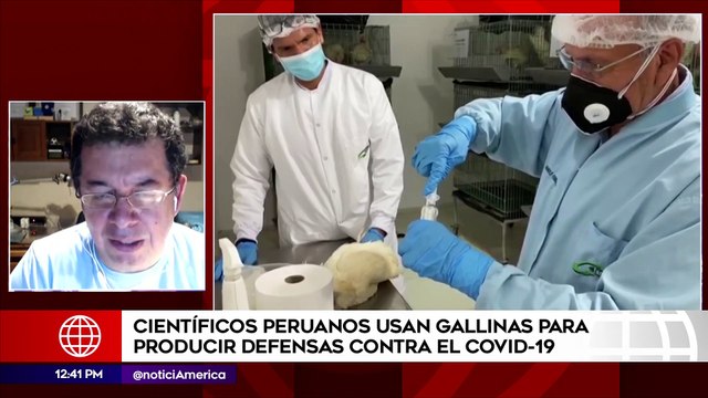 Edición Mediodía: Científicos peruanos usan gallinas para producir defensas contra el COVID-19