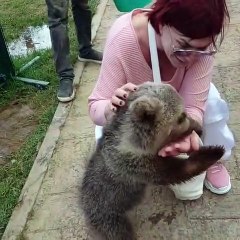 Emel Müftüoğlu’nun zor anları! Yavru ayı saldırdı