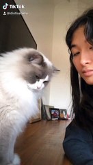 Cat Doesn't Want to Follow TikTok Trend
