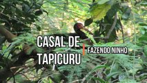 Casal de tapicuru (Phimosus infuscatus) fazendo ninho
