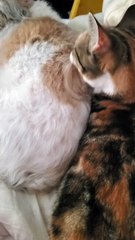 Cat Cleans Her Doggy Buddy