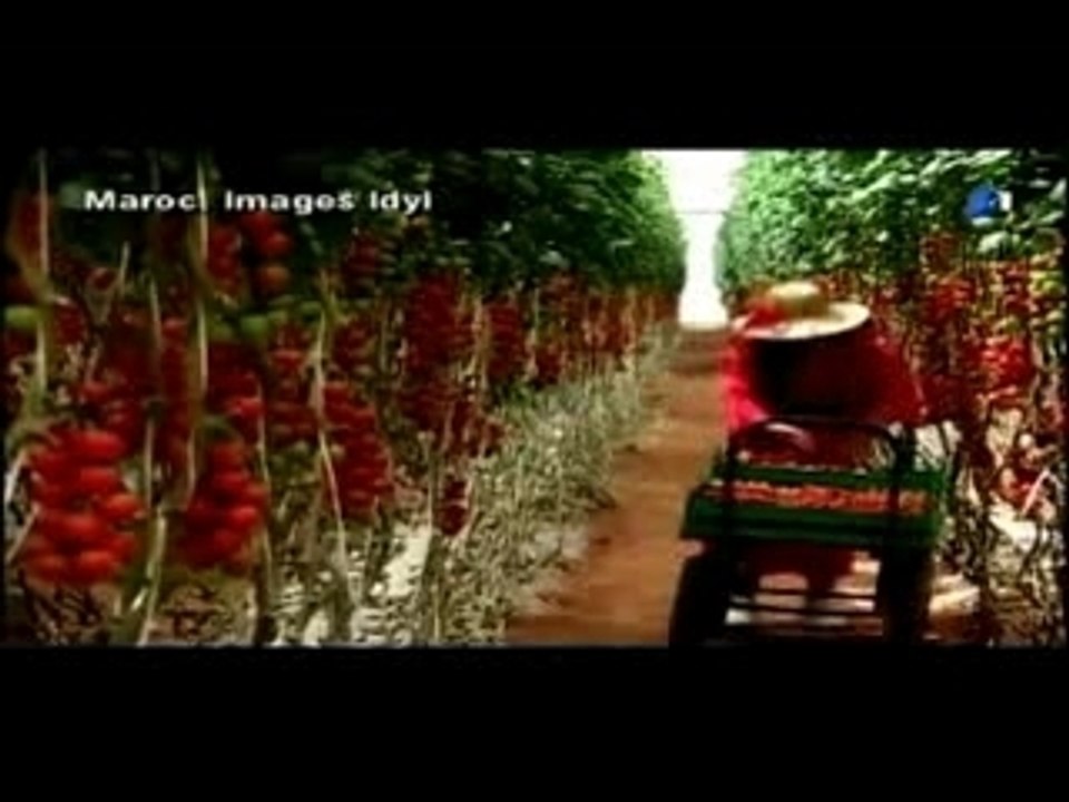 Agriculture au Maroc
