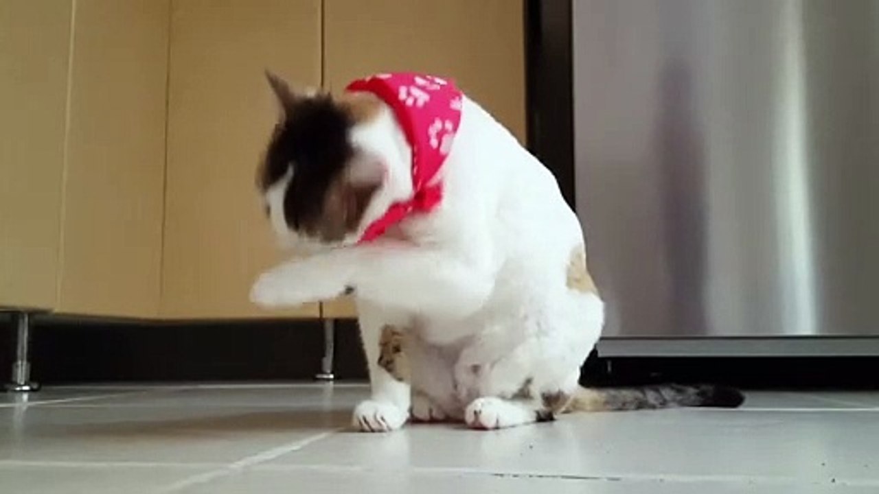 Funny Cat