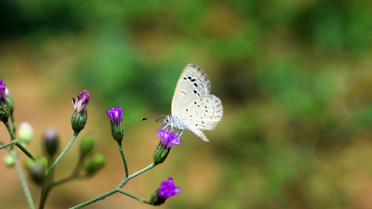 Butterfly on a Flower | Download Royalty Free HD Stock Video Footage | Beautiful Sri Lanka | #20