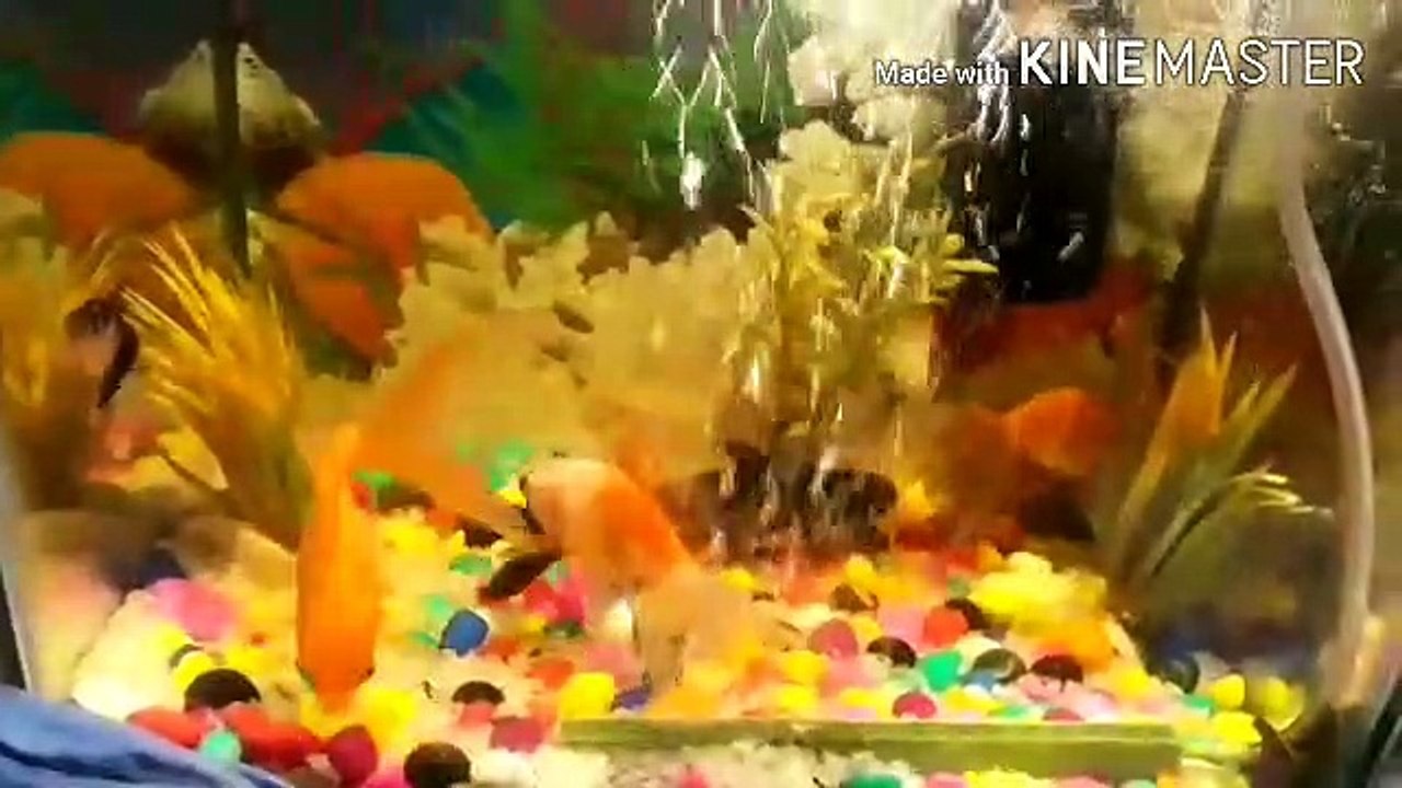 All about goldfish in hindi || jane gold fish ke bare me