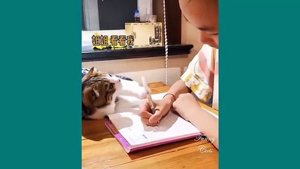 Funny_Cats