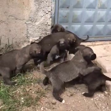 BiRBiRiNDEN SEViMLi KAPKARA KANGAL KOPEK YAVRULARI - VERY CUTE KANGAL DOG PUPPiES