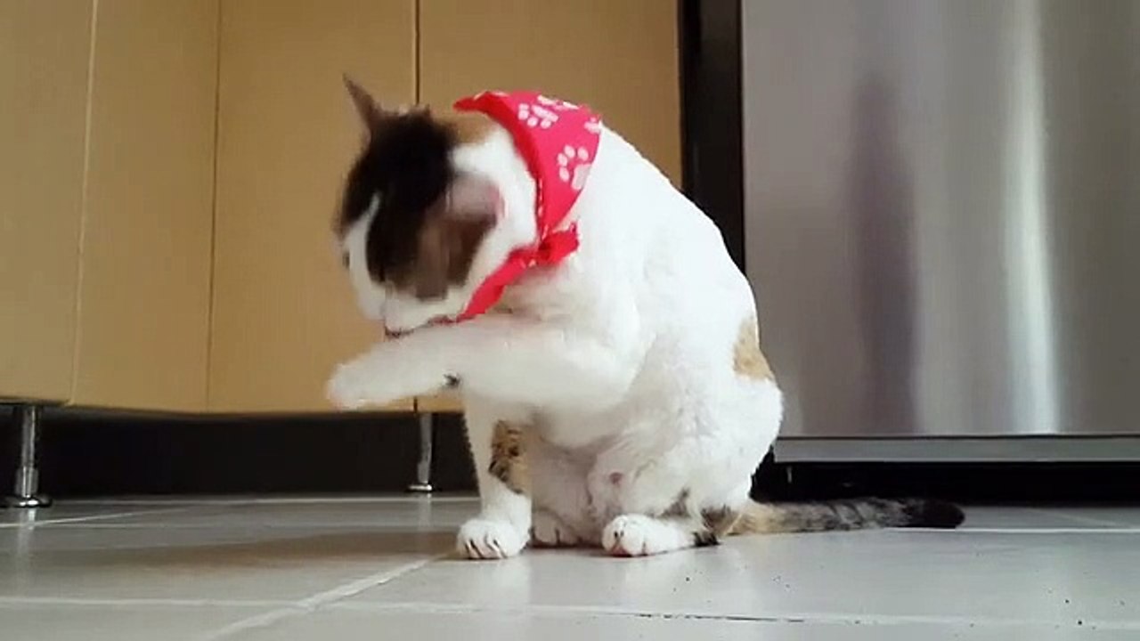 Funny Cat doing something special